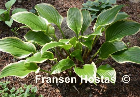 Hosta Lakeside Zesty Zeno